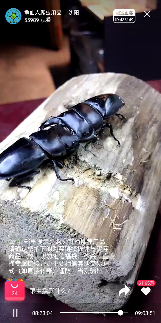 他从小玩爬虫，继承香港金鱼街“祖师爷”衣钵，靠卖爬虫配件发家