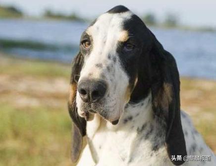 金毛禁养犬名单曲靖,曲靖麒麟区城区养犬标准规定