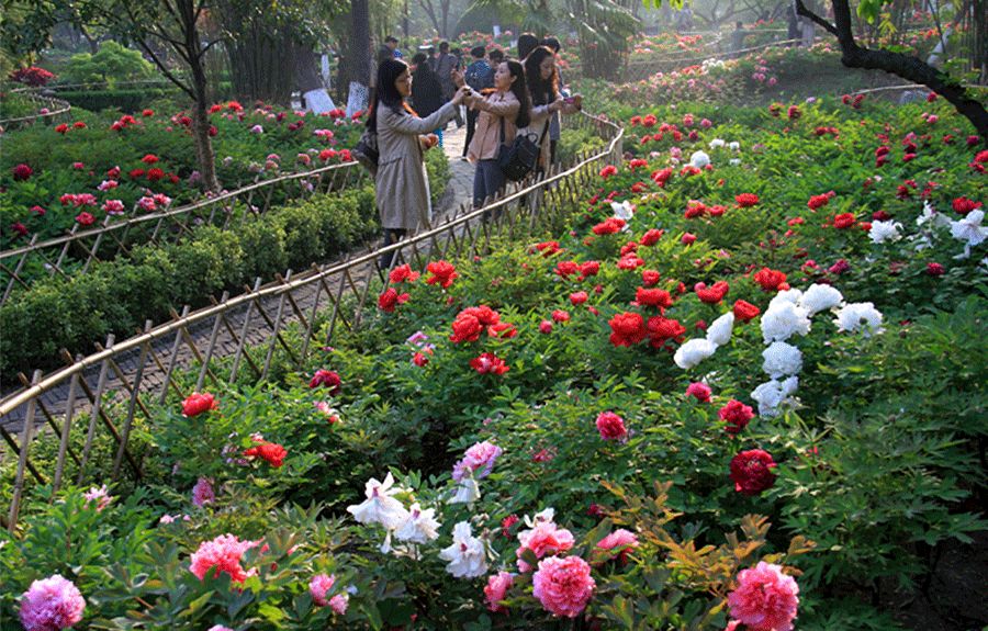 牡丹油画棒教程,油画棒立体牡丹花绘画