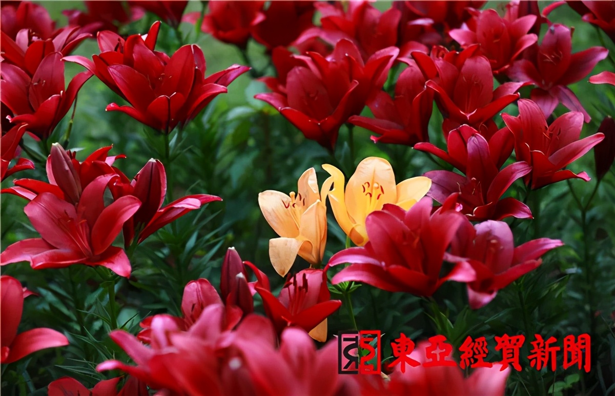 长春公园芍药花陆续绽放,长春公园百合图片大全