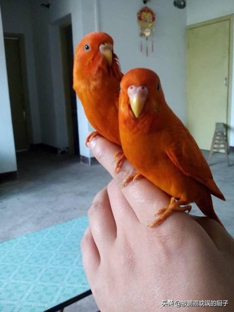 新手入门鹦鹉都有哪些,新手必知的鹦鹉知识大全