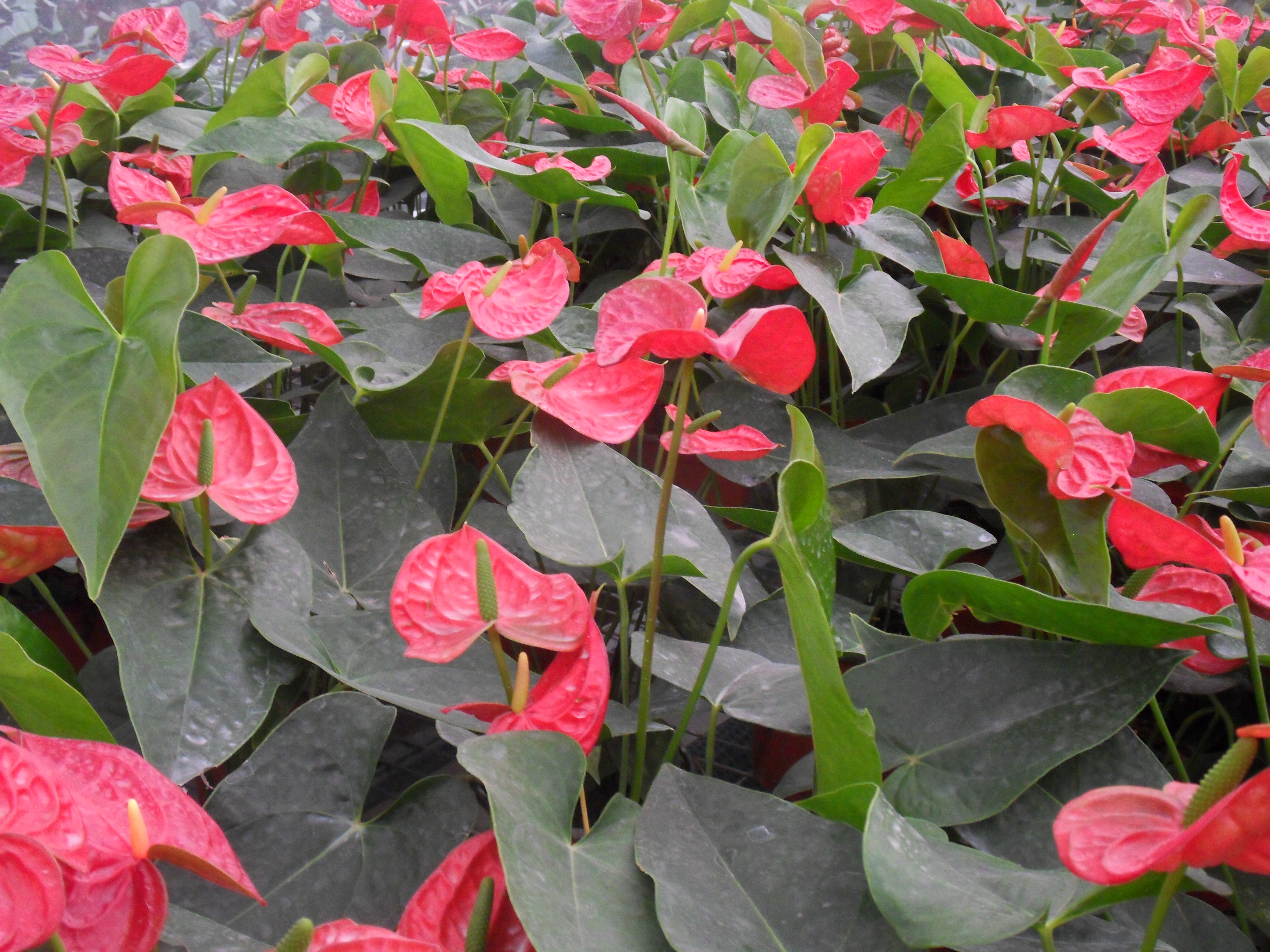 曲线y=x的切线方程怎么算,曲线y=x2的切线方程公式