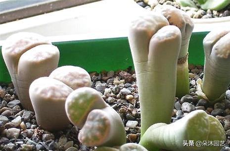 生石花初学者,生石花植物科普解说