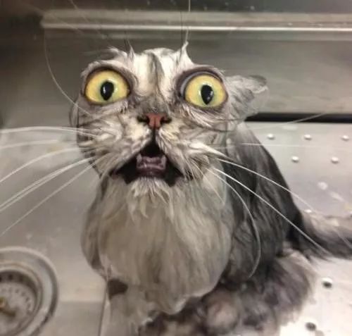 在家冬季给猫咪洗澡要注意什么,北方冬天猫咪洗澡