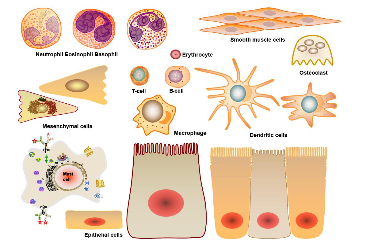 ai导出哪个格式的图片缩小更清晰,ai导出什么格式的图片最清晰