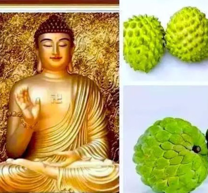 真的是活久见!长成这样居然能吃?