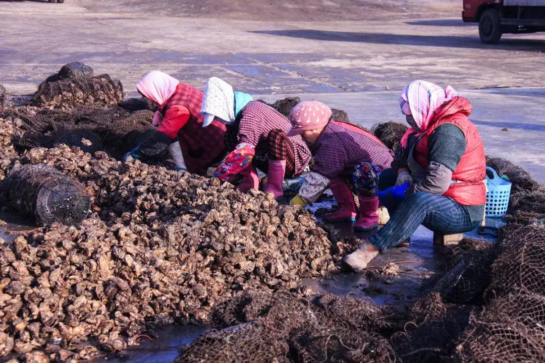 冷水海蛎子,荣成哪里能买到新鲜的乳山牡蛎