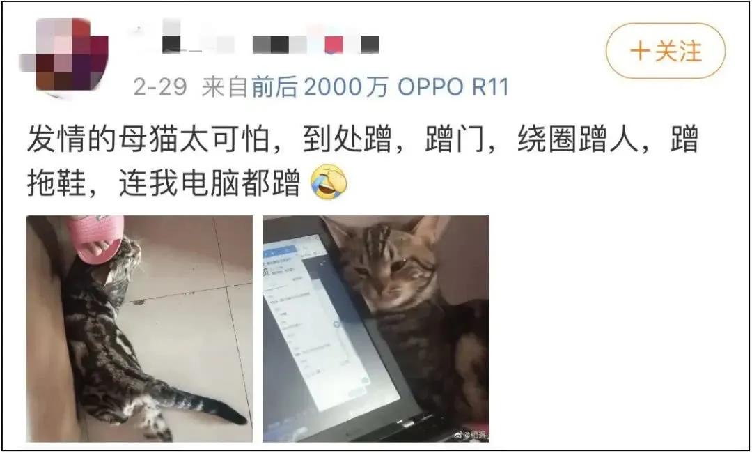 春天来了，家里的动物开始了兴奋，被困在家中的你该如何帮助它呢