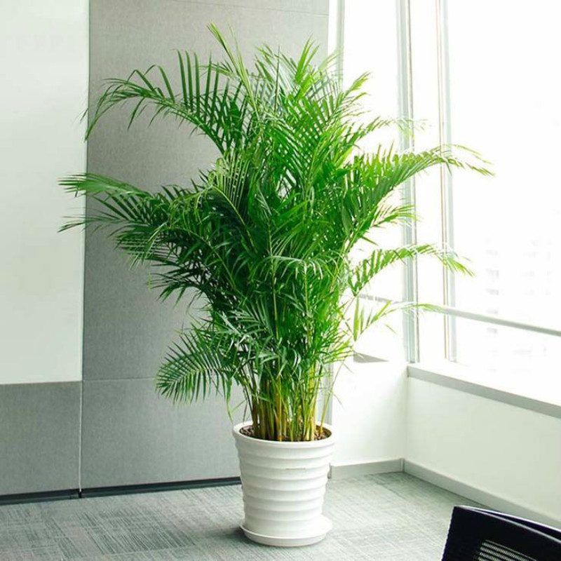 散尾葵叶子发黄的原因及解决办法,散尾葵叶子干尖怎么养