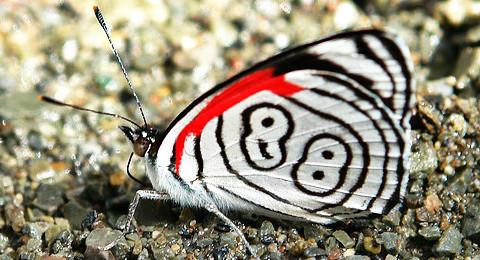 世界上的各种蝴蝶,为什么世界上有五彩斑斓的蝴蝶