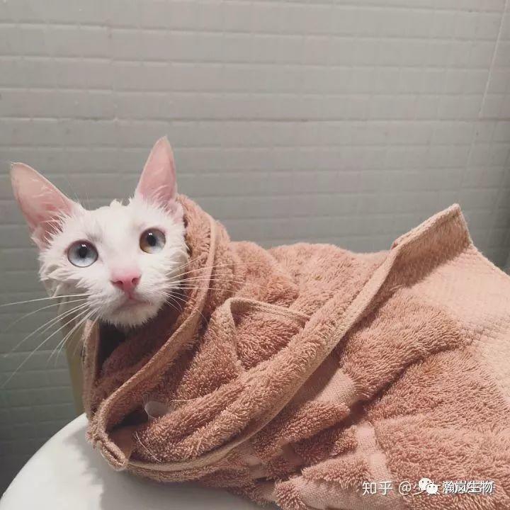 养品种猫的好处,土猫可以和品种猫配吗