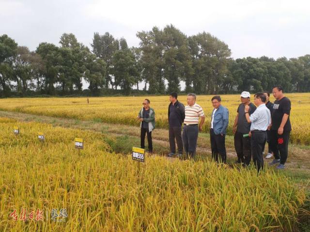 吉林大米热销第一名,一举夺得60枚金牌