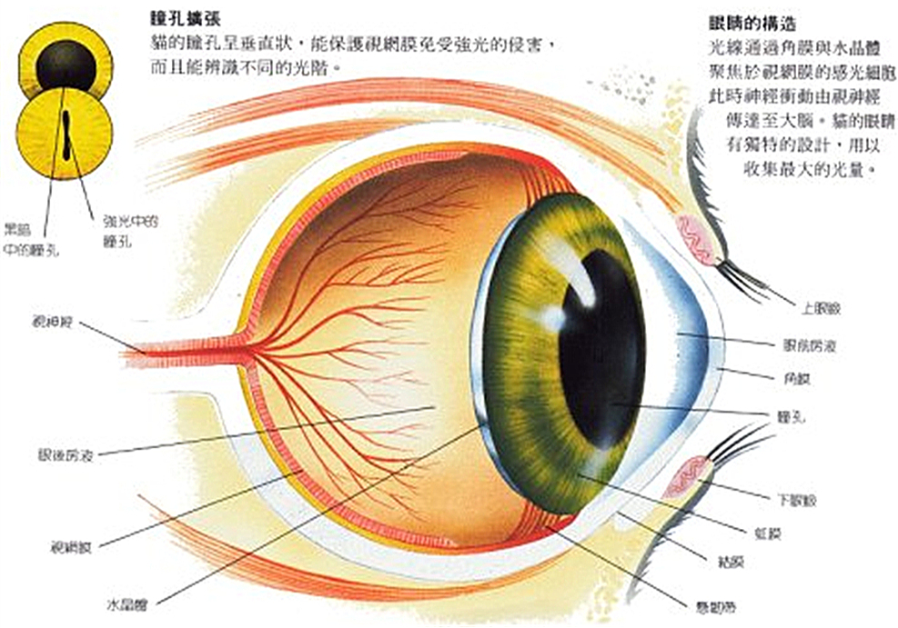猫咪割眼皮是咋回事,猫咪下眼睑内翻如何自行恢复