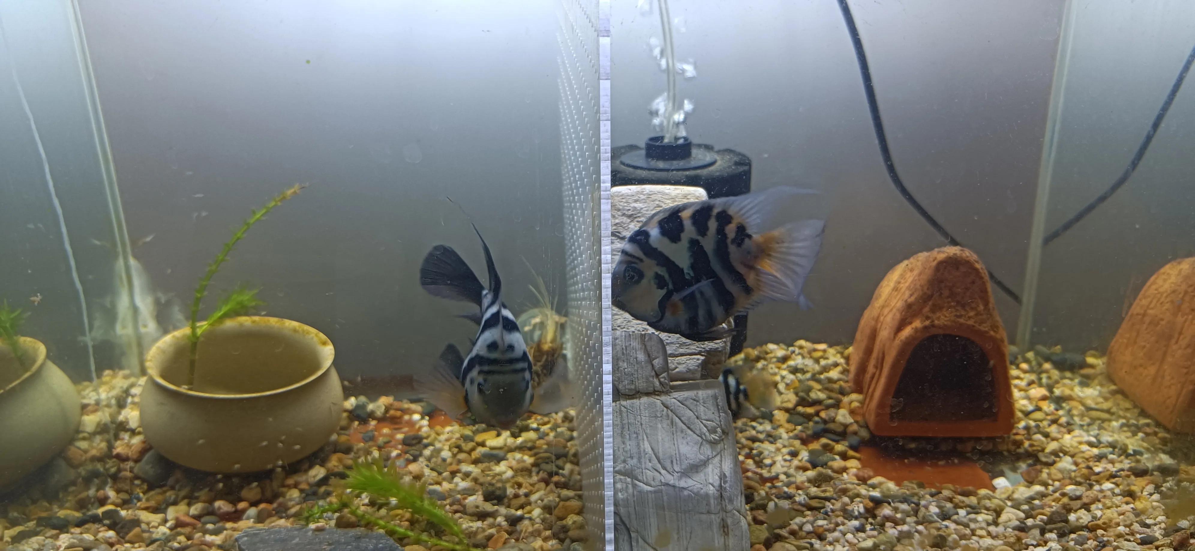 鹦鹉鱼可以跟迷你鹦鹉鱼一起养吗,迷你鹦鹉鱼会吃别的鹦鹉鱼小鱼吗