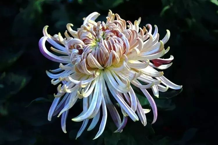 花中四君子菊花,花中四君子菊花的简介