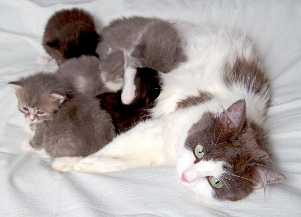 公猫对母猫专一吗,公猫对母猫求爱是什么原因