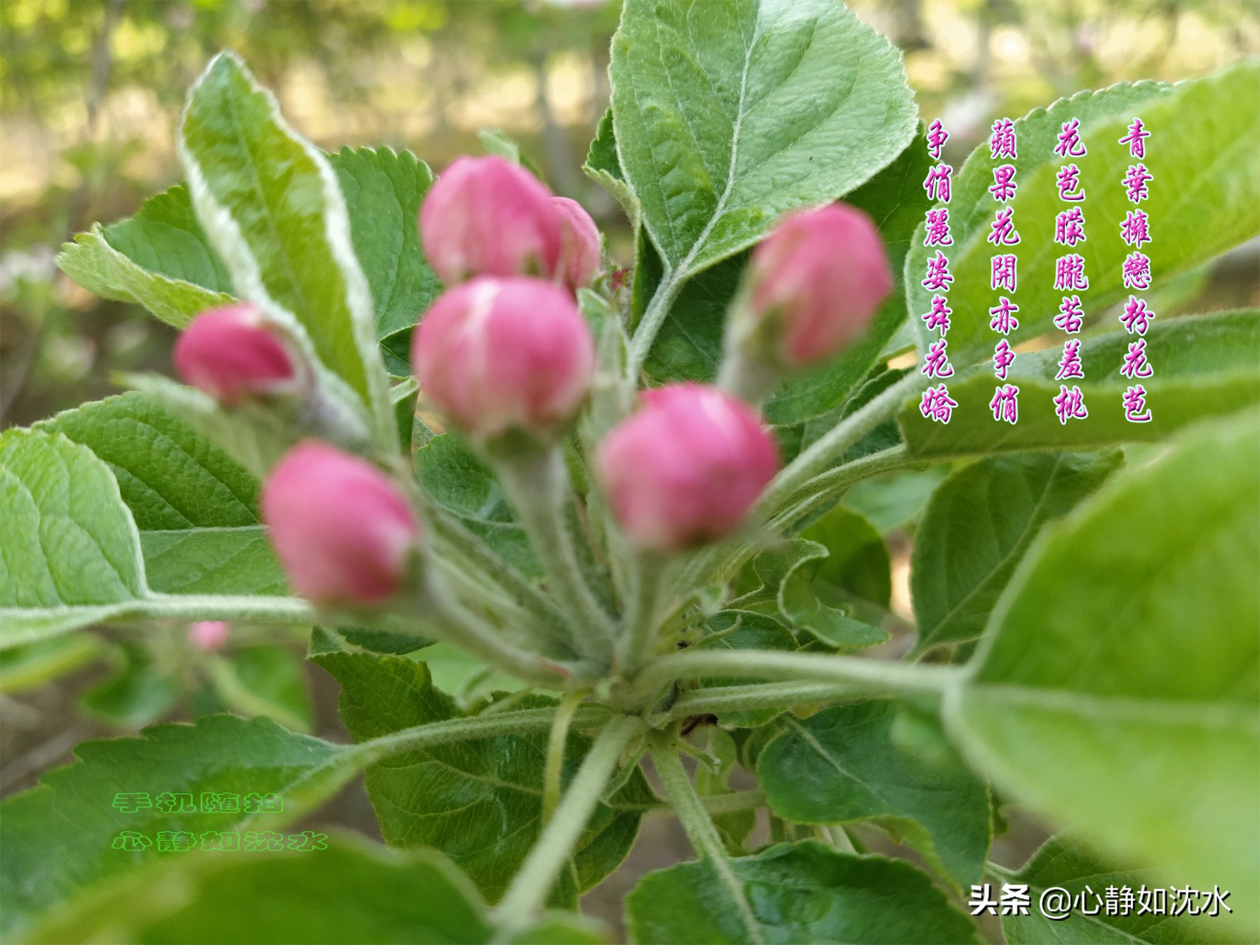 绿叶知花意，春花晓风情