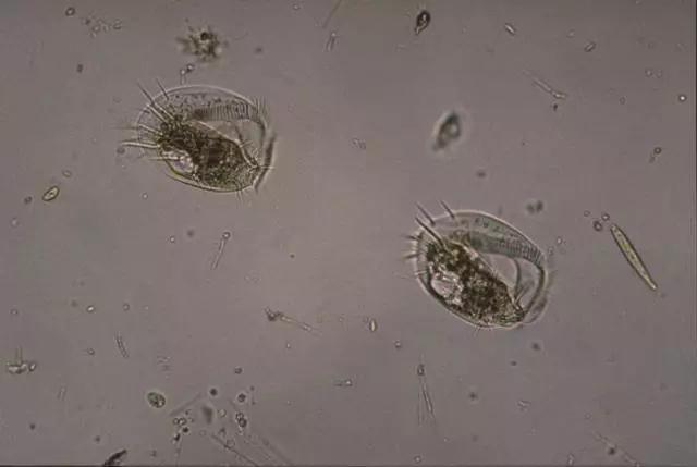 收藏!24种污水处理微生物菌相及指导意义,环保人必看(多图)