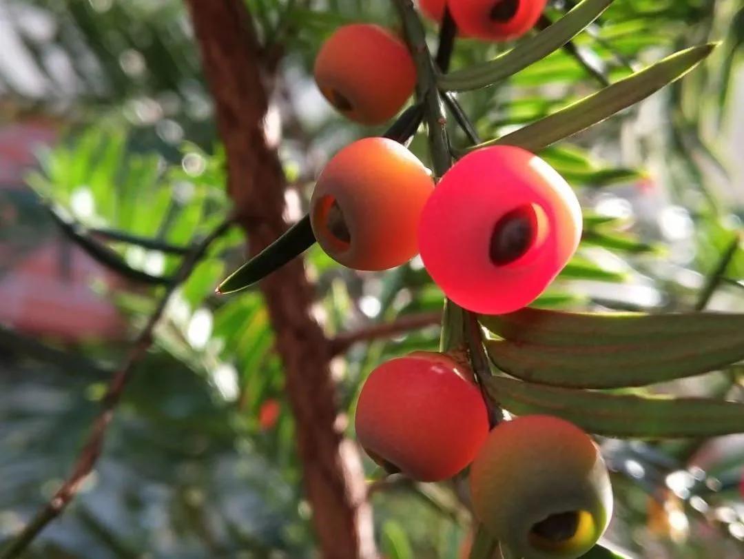 最美的风景美丽的校园,最美的风景就是校园