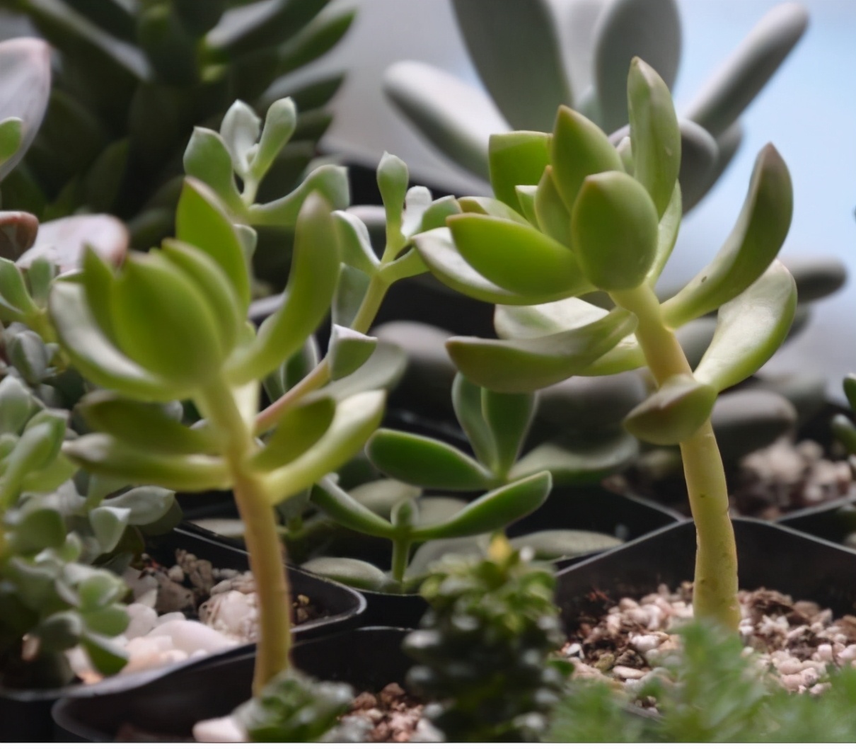 超全多肉术语42种多肉入门术语图文详解让你一文搞懂多肉术语