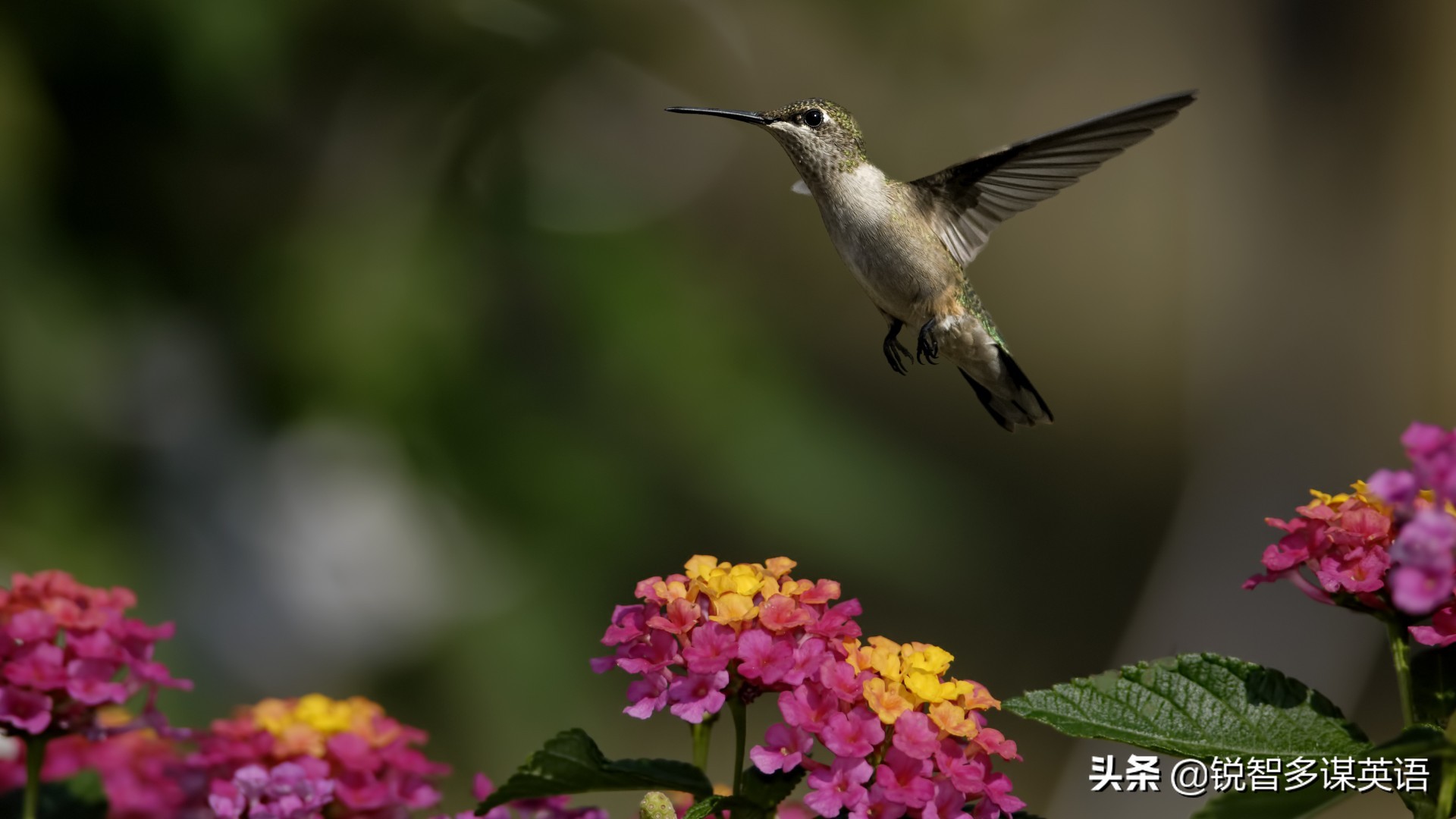 泰戈尔诗选吉檀迦利每章概括,泰戈尔吉檀迦利获得什么奖