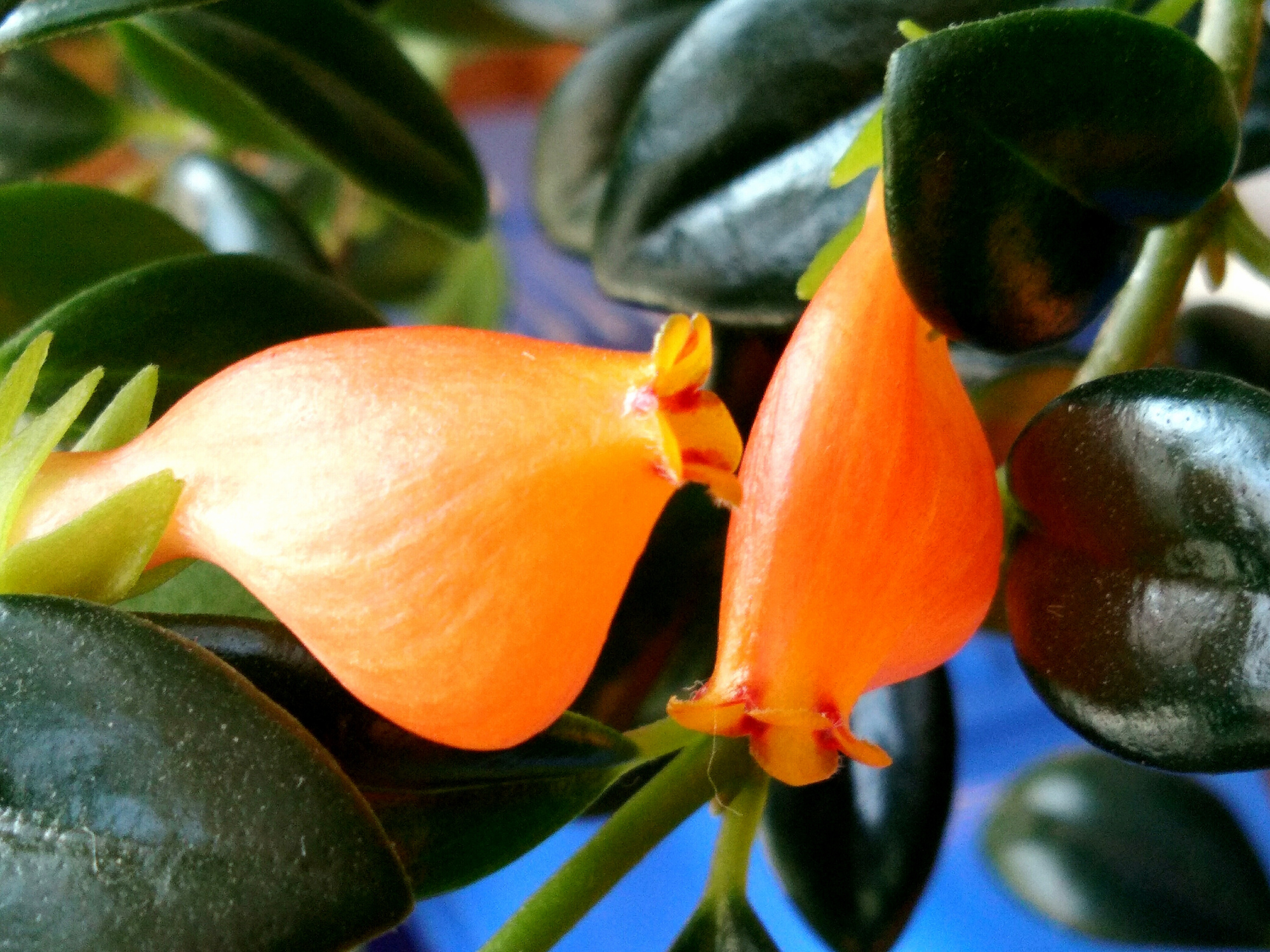 金鱼吊兰为什么叫金鱼吊兰呢,红金鱼吊兰和黄金鱼吊兰的区别