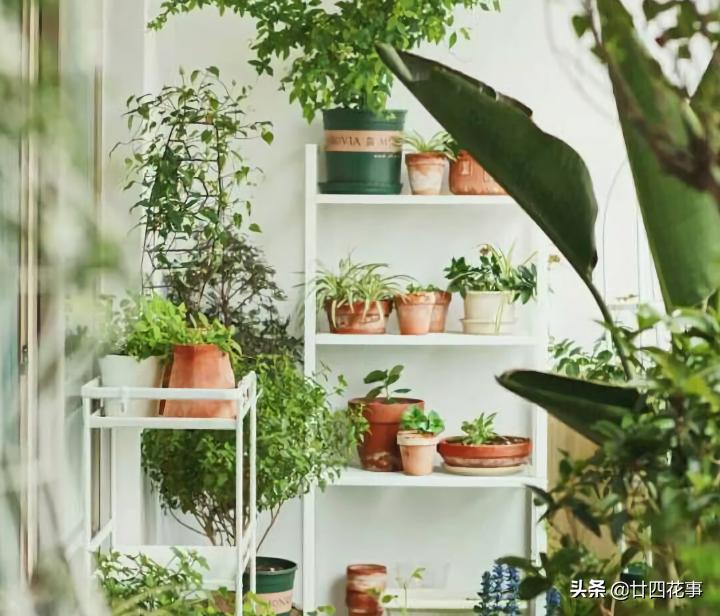 阳台太小怎么养多肉,阳台适合养什么花不生病