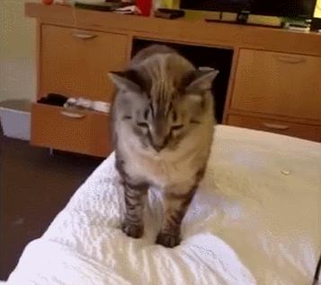 猫咪耳螨和猫癣的预警,辟谣猫咪寄生虫