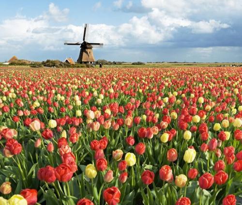 郁金香植物大全,观花喇叭郁金香