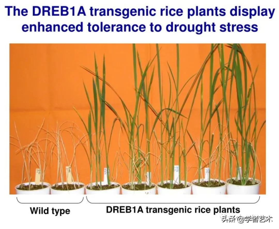 东京大学sgu本科,东京kokoro日本语学校