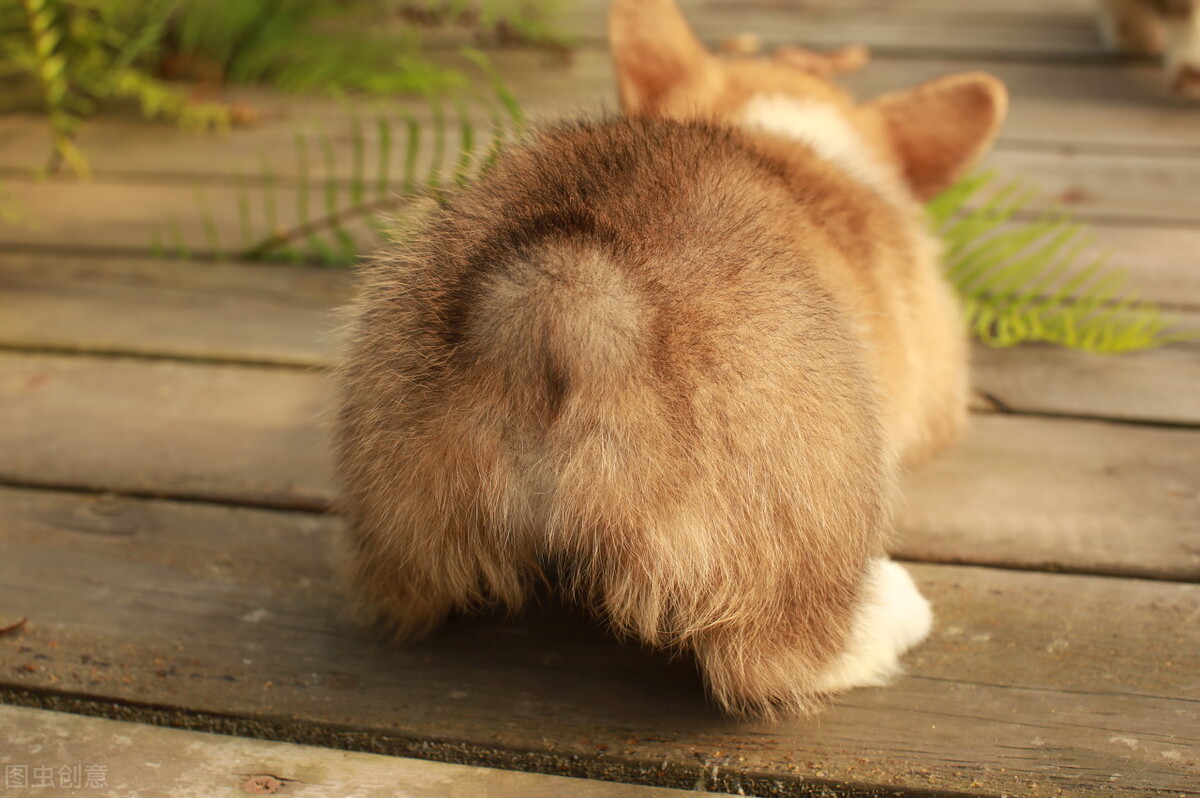 如何挑选颜值高的三色柯基,怎样挑选一个健康的柯基幼犬