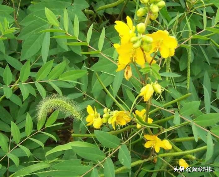 野外夏天防蛇的最佳方法,防止蛇最有效的花草