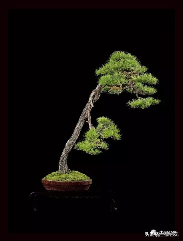 玩盆景必备栽种知识,观赏盆景的意境