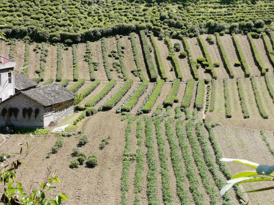 什么是好茶,什么是一款好酒
