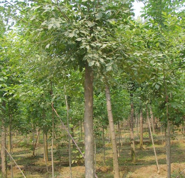 白蜡种植技术要点是什么,白蜡树种植前景如何