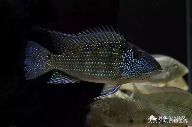 食土鲷一般多大尺寸,食土鲷哪个品种小一点