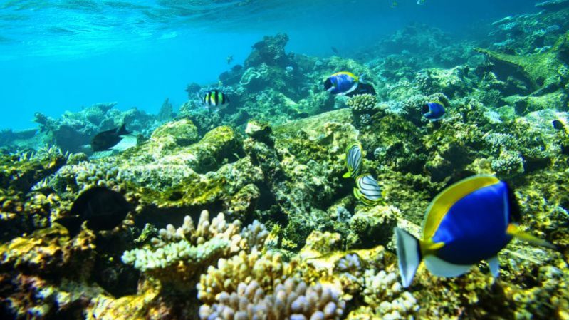 马尔代夫鲁滨逊岛RobinsonClubMaldives旅游攻略