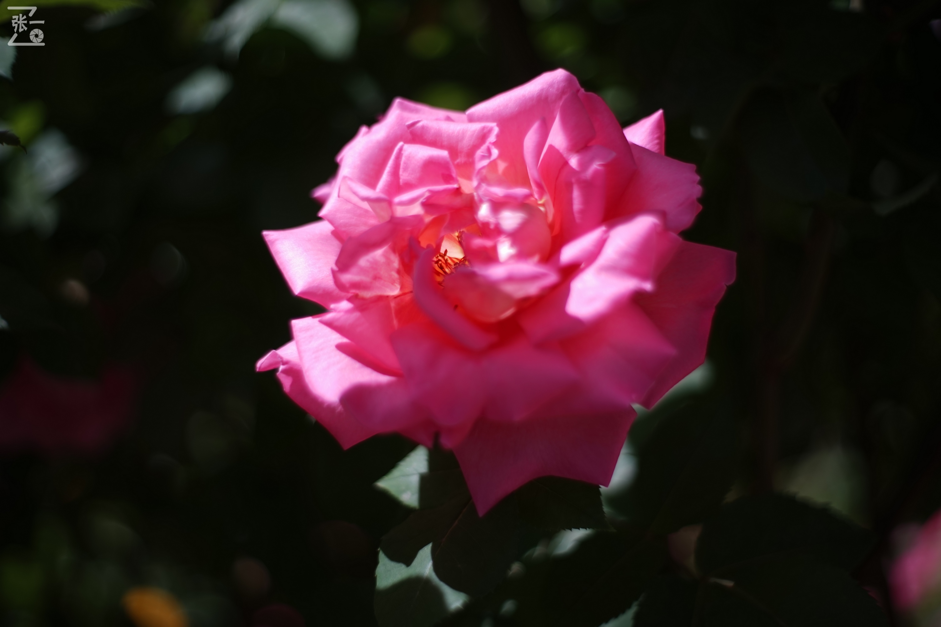 凤凰国产50mm镜头,凤凰索尼e口镜头