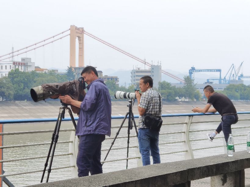 江豚戏水，醉美长江