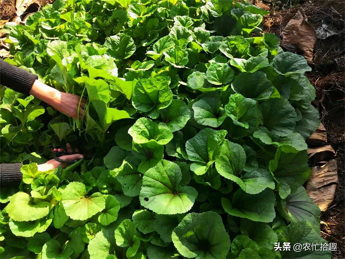 鸡蛋的含钙量,含钙量丰富且吸收率高的食物