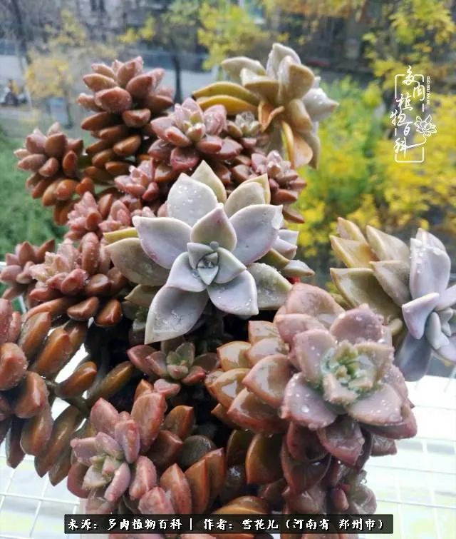 我的多肉乐园,多肉三寸阳台效果图