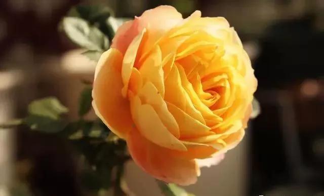 100种玫瑰花品种大全,玫瑰花有哪些品种大全