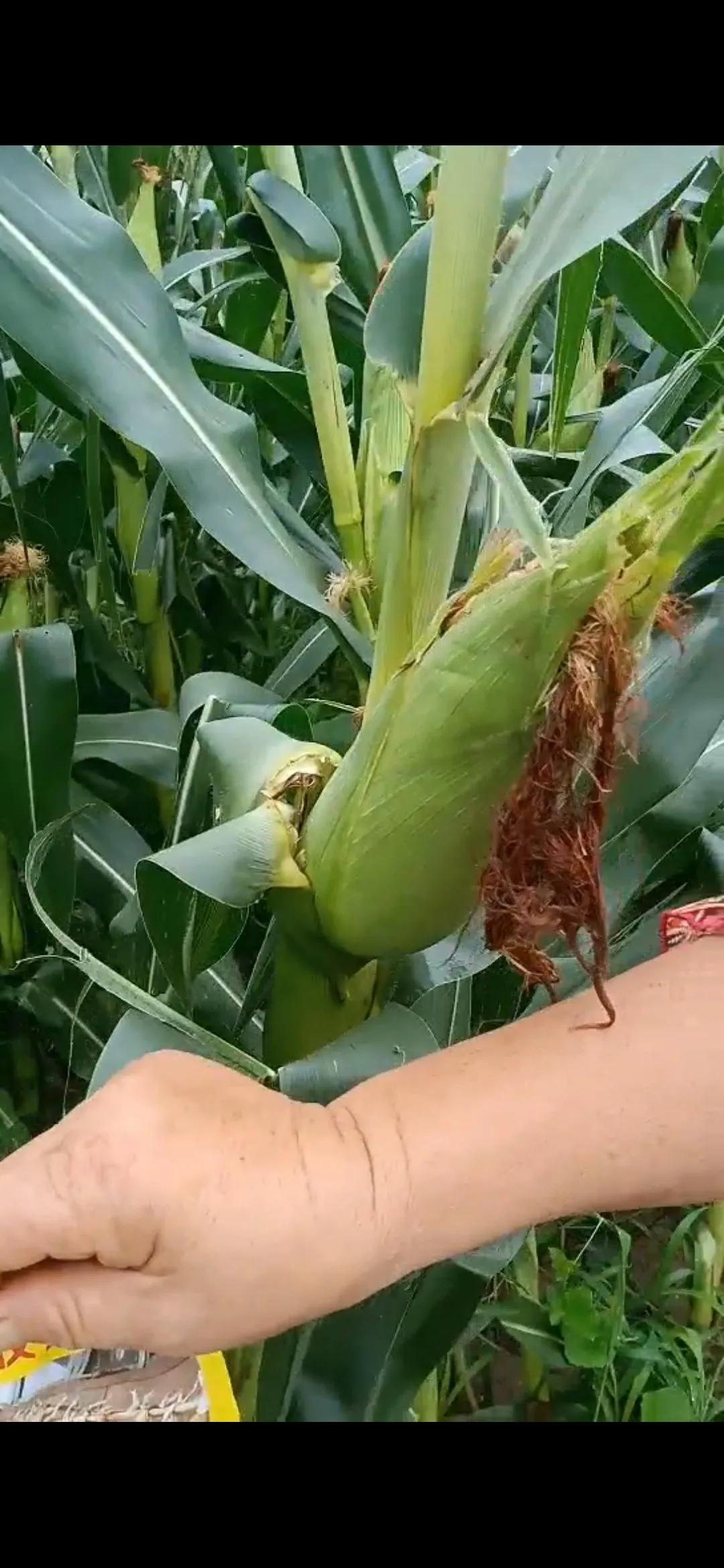 2020年啥时候玉米挂牌,玉米啥时候挂牌