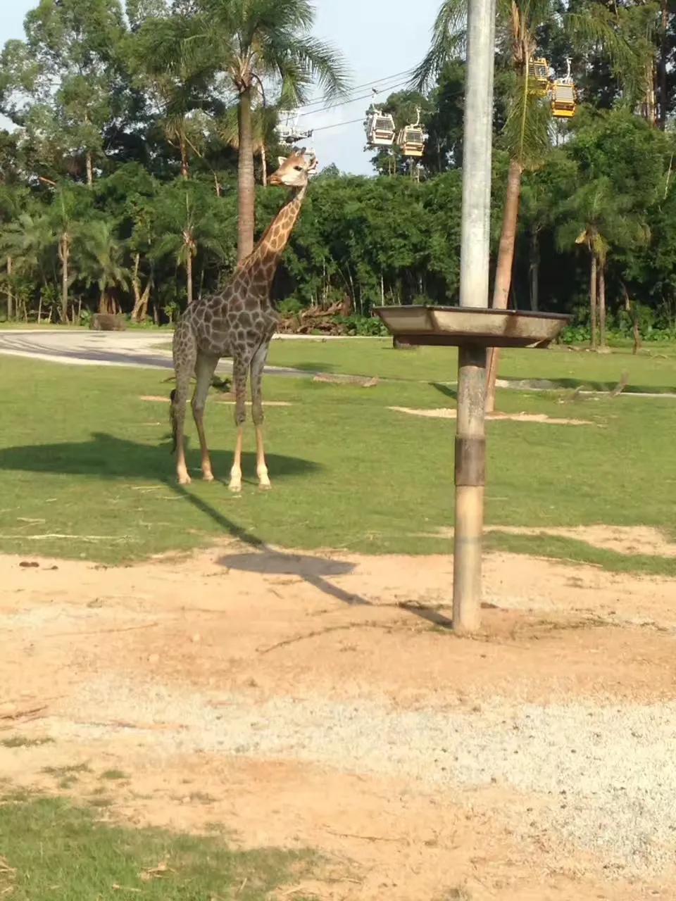 广州长隆野生动物园最全游玩攻略,长隆野生动物园游玩攻略