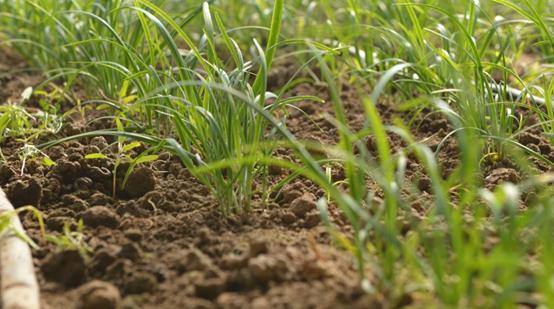 韭菜地里的蛆虫怎么灭,种植韭菜长韭蛆怎么治