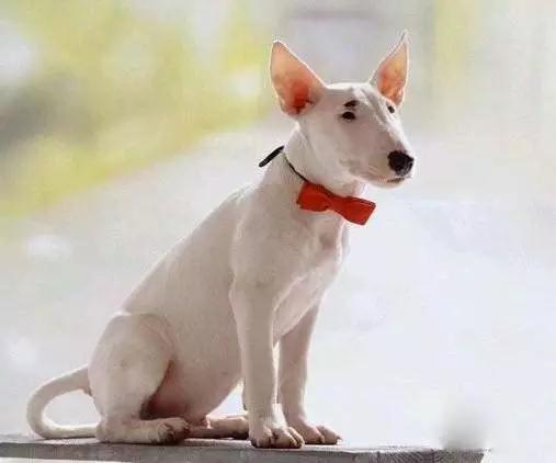 45种狗狗,45种狗类