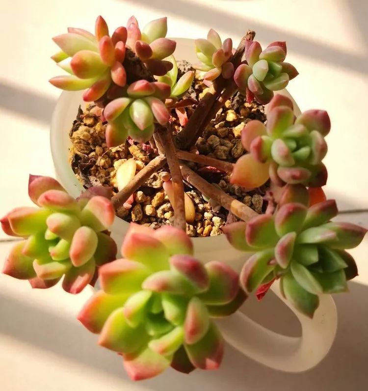 一花一世界多肉园艺,一花一世界一叶一菩提多肉植物