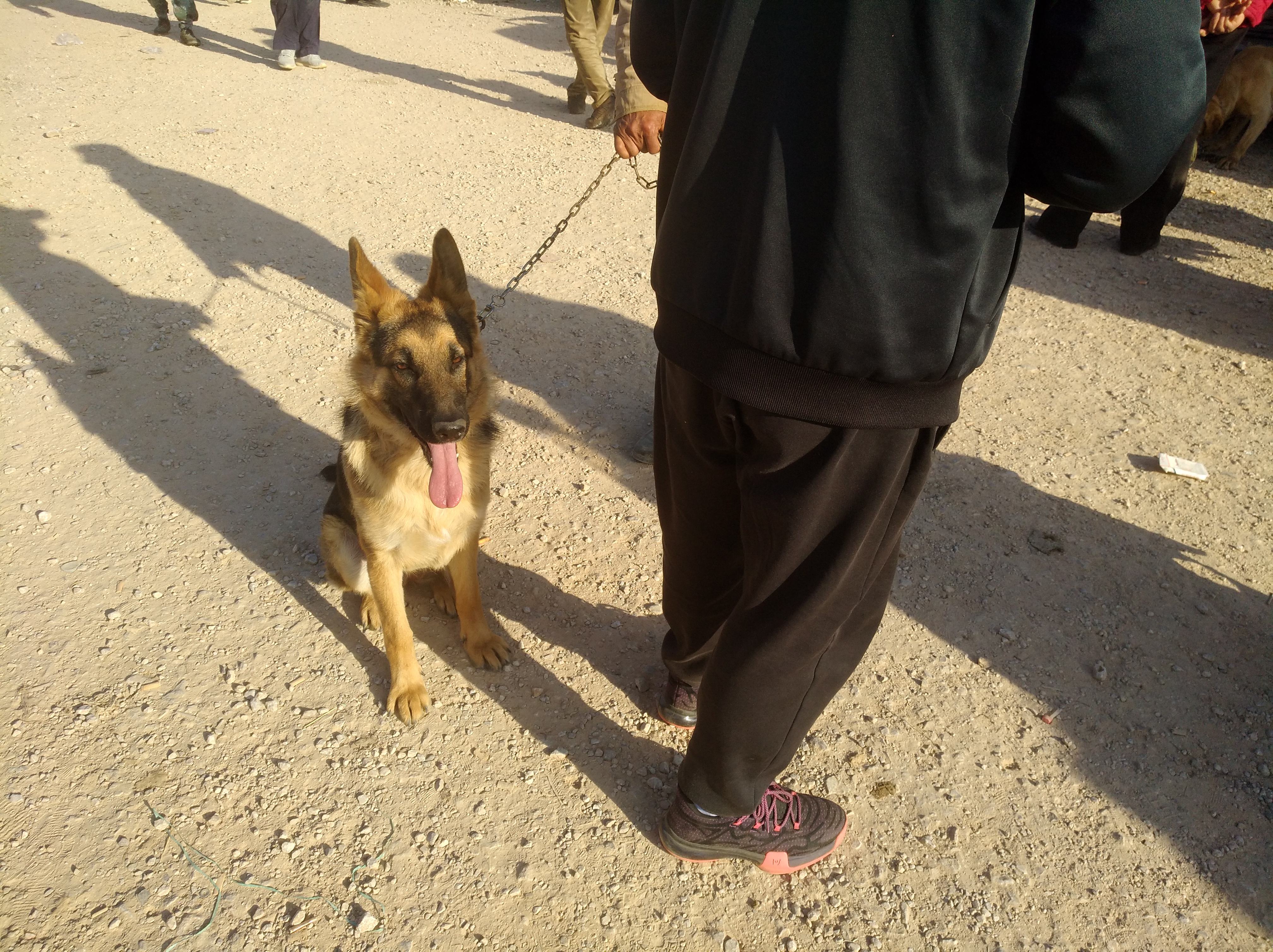 拆家狗狗被买走,德国牧羊犬拆家吗