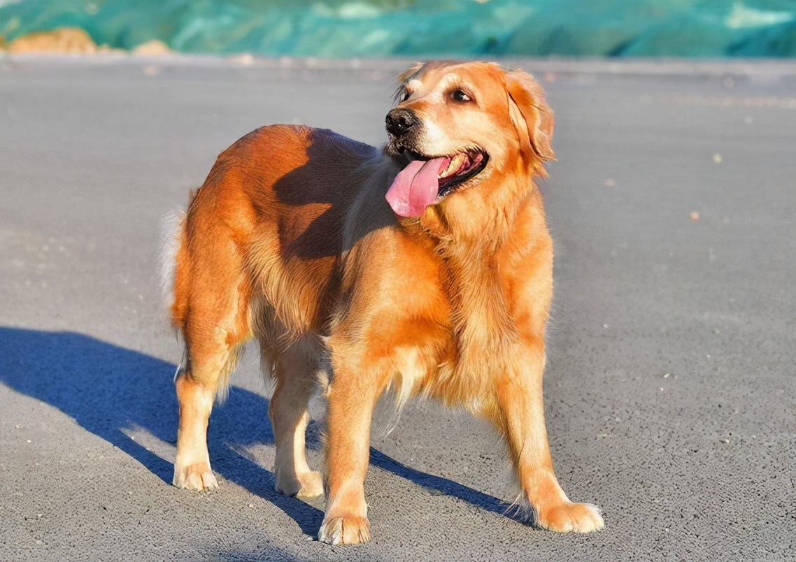 鎯冲吇閲戞瘺鐘吇鍏殑濂借繕鏄瘝鐨勫ソ,閲戞瘺鐘吇鍏殑杩樻槸姣嶇殑