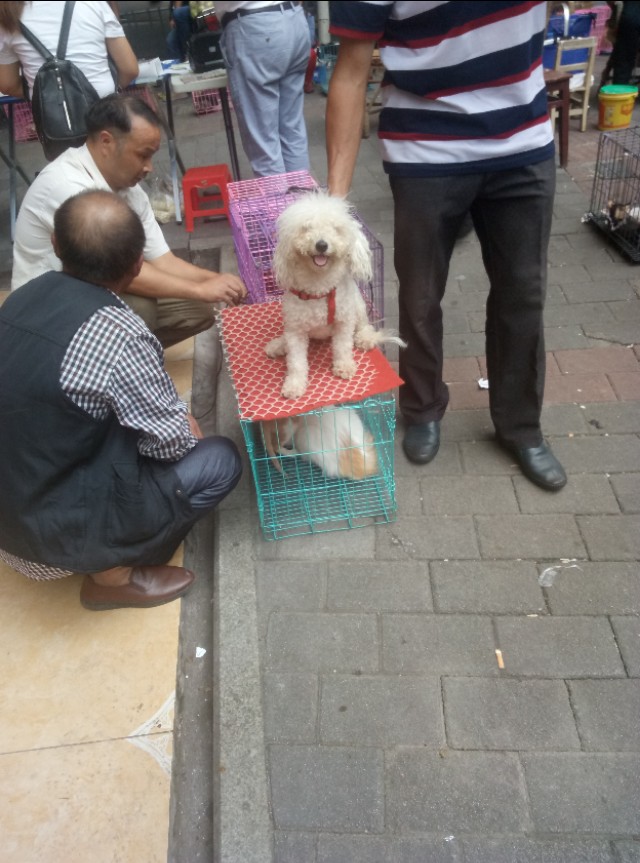 重庆渝北附近的猫狗市场,重庆九龙坡猫狗市场